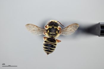 Media type: image;   Entomology 794929 Aspect: habitus dorsal view